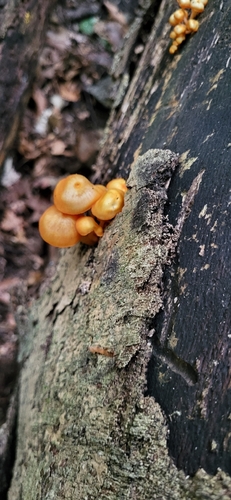 orange mycena