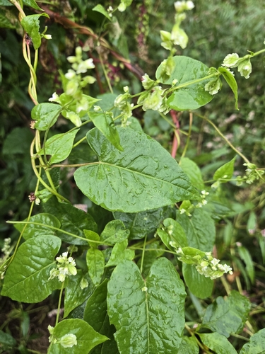 climbing false buckwheat