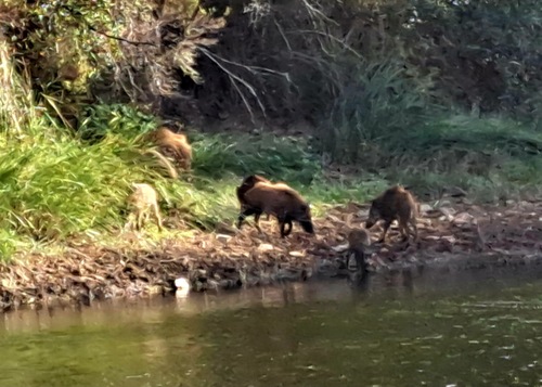 Wild Boar