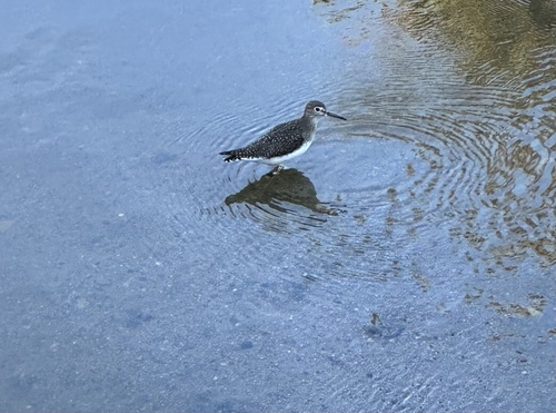 Solitary Sandpiper