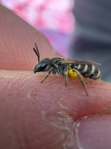iNaturalist observation photo of Furrow Bees