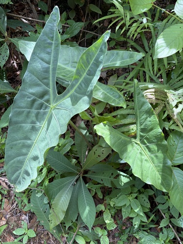 Alocasia longiloba