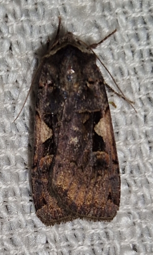 Setaceous Hebrew Character