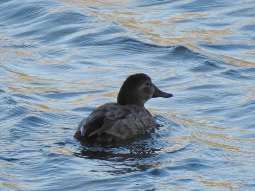 Common Pochard