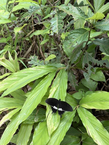Common Mormon Swallowtail