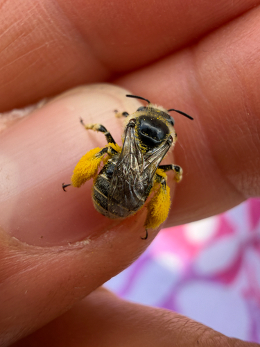 iNaturalist observation photo of Globemallow chimney bees