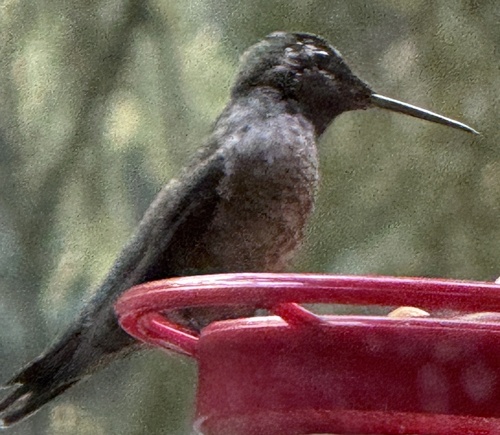 Anna's Hummingbird