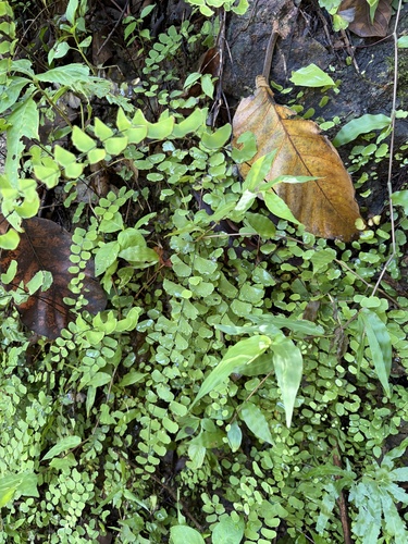 Walking Maidenhair Fern