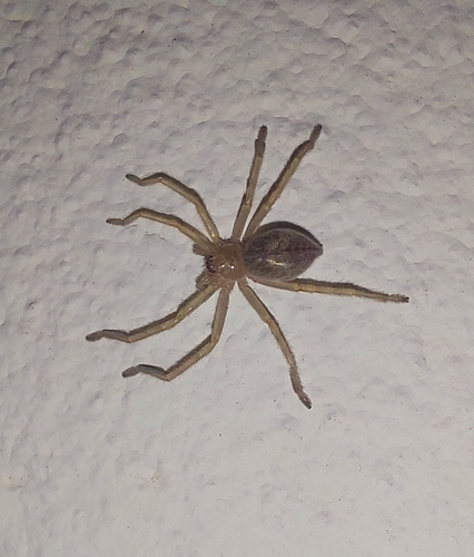 Olios argelasius