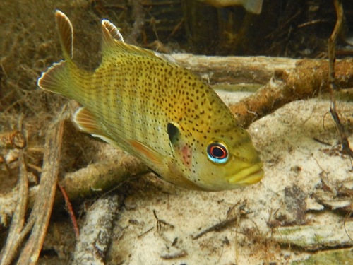 Spotted Sunfish