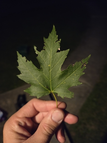 sugar maple