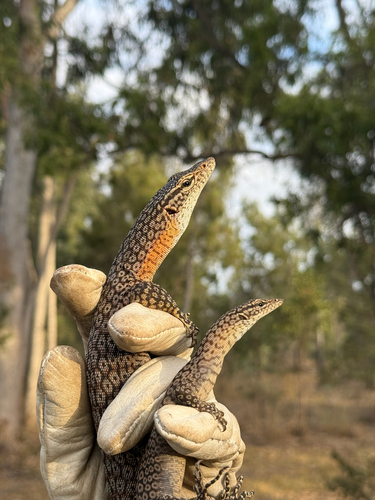 Freckled Monitor