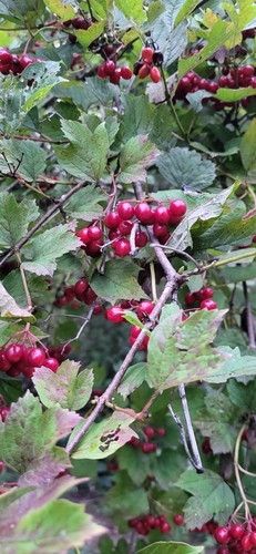 guelder-rose