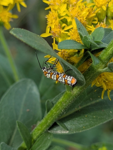 Ailanthus Webworm Moth