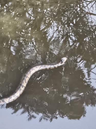 Northern Cottonmouth
