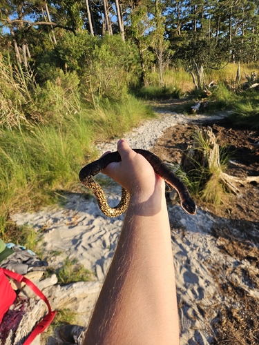Common Watersnake
