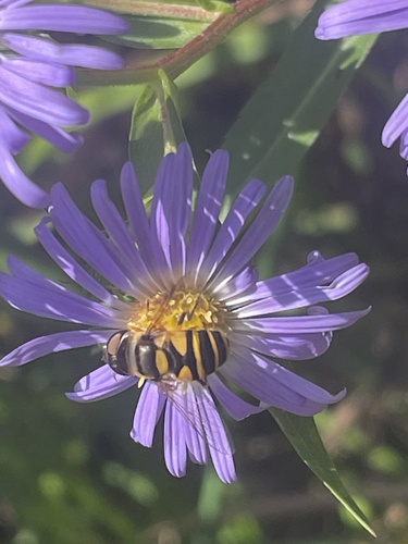 Transverse-banded Flower Fly