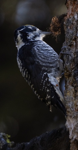 American Three-toed Woodpecker