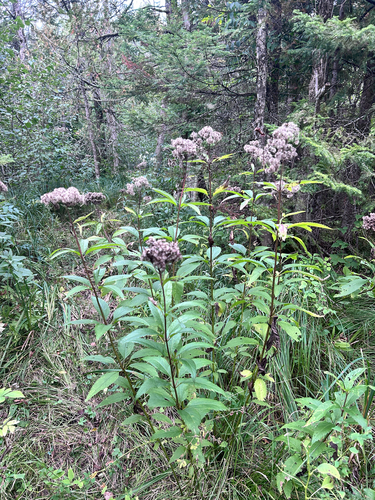 spotted Joe-Pye weed