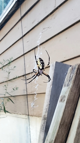 Yellow Garden Spider