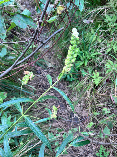 white turtlehead