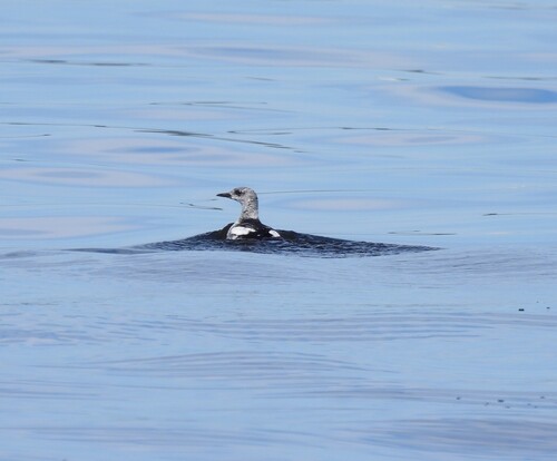 Black Guillemot