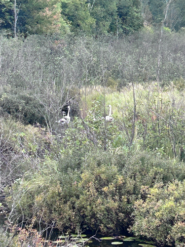 Trumpeter Swan