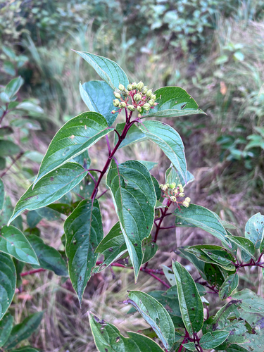 red osier dogwood