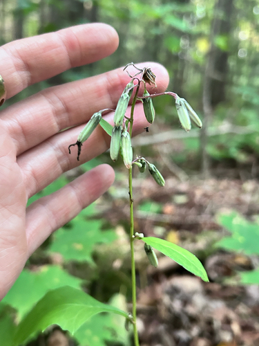 white rattlesnake root