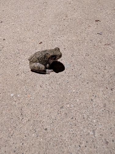 Gray Treefrog