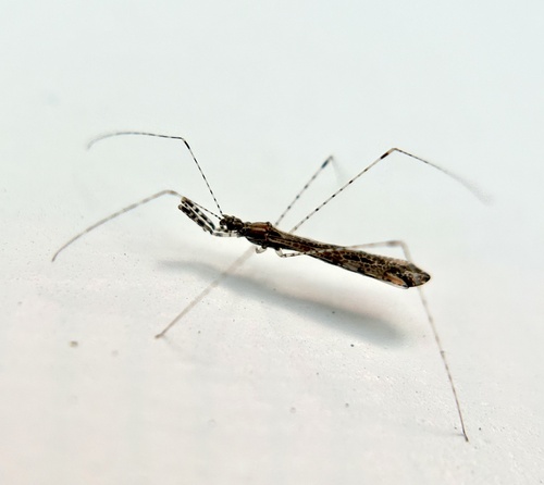 Thread Bug