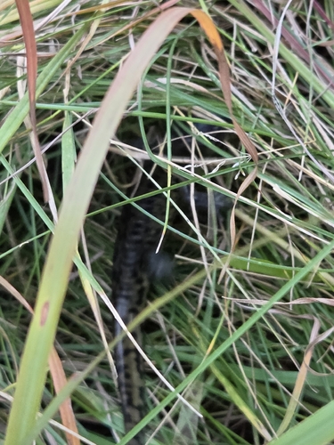 Western Tiger Salamander