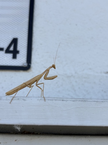 Mediterranean Mantis