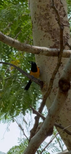 Venezuelan Troupial