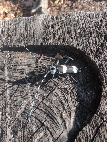 Banded Alder Borer
