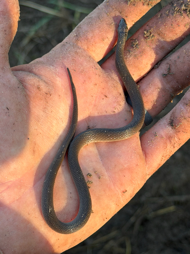 Rough Earthsnake
