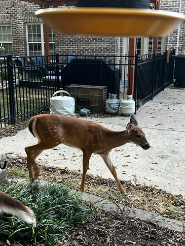 White-tailed Deer