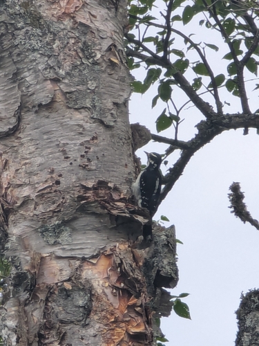 Hairy Woodpecker