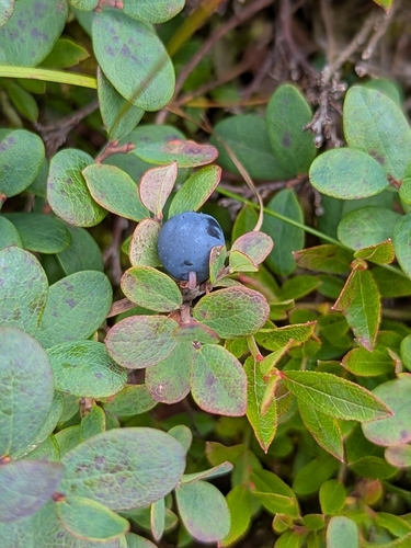 bog bilberry