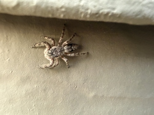 Tan Jumping Spider