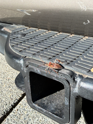 Western Conifer Seed Bug