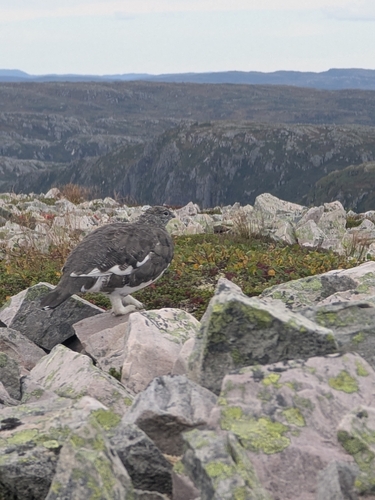 Rock Ptarmigan