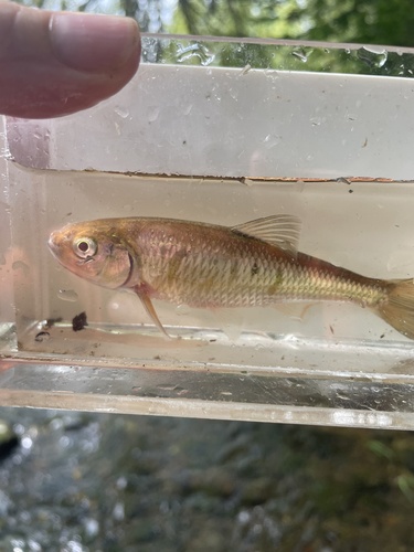 Common Shiner