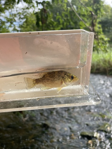 Rock Bass