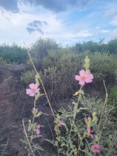 Hot Springs Globemallow