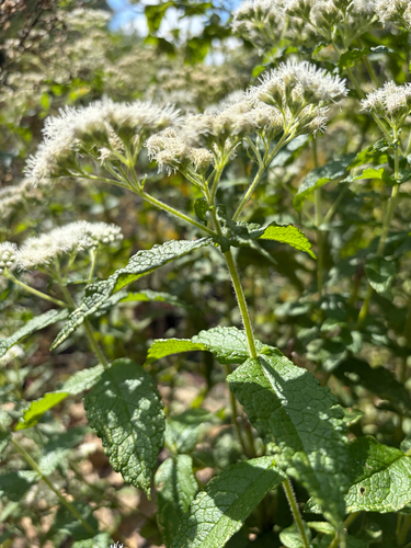 common boneset