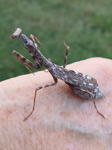 Carolina Mantis