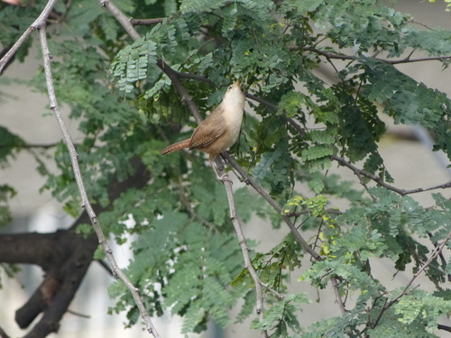 Southern House Wren