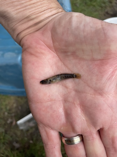 Fantail Darter