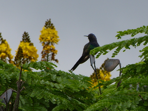 Swallow-tailed Hummingbird